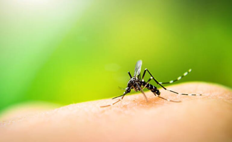 Wzrost liczby przypadków dengi w mieście: Ekspert dzieli się środkami zapobiegawczymi