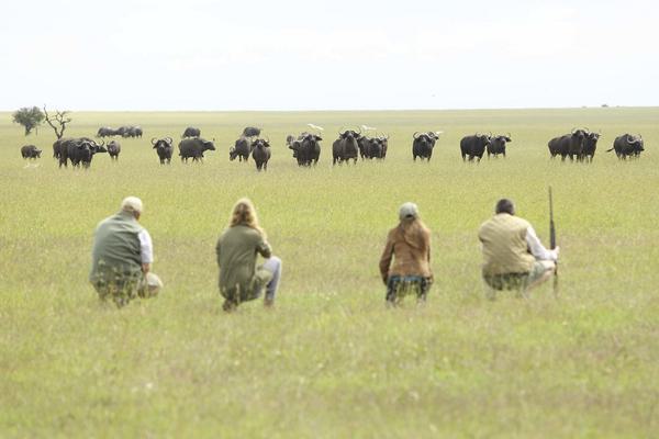 Opbc Walking Safari Gnu