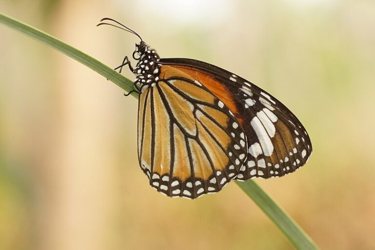 Pospolity motyl tygrysi (Danaus genutia). Większość insektycydów dostępnych obecnie na rynku jest „niespecyficzna”, co oznacza, że ​​gdy są używane do zwalczania szkodników, zabijają również gatunki niebędące celem ataku, takie jak pszczoły, chrząszcze, osy, motyle itp., bez rozróżnienia. Zdjęcie Vengolis za pośrednictwem Wikimedia Commons (CC BY-SA 4.0)