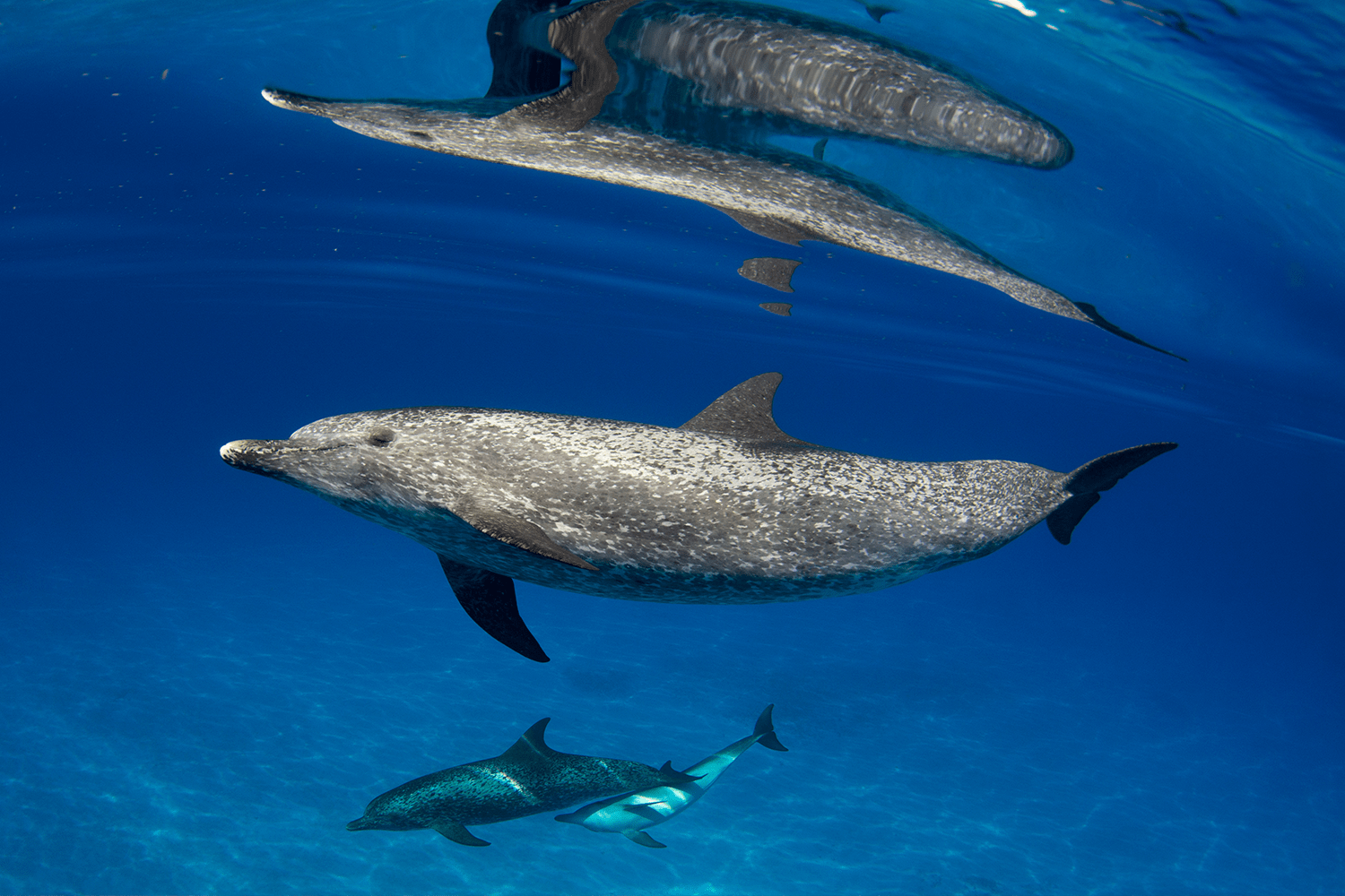 Delfin atlantycki i jego cielę