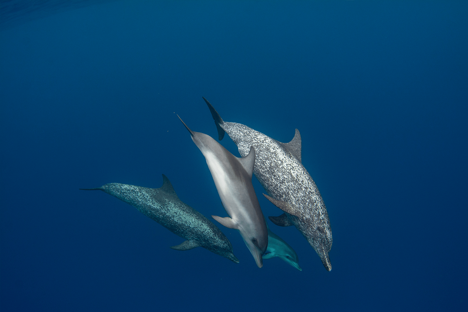 Delfin atlantycki i jego cielę