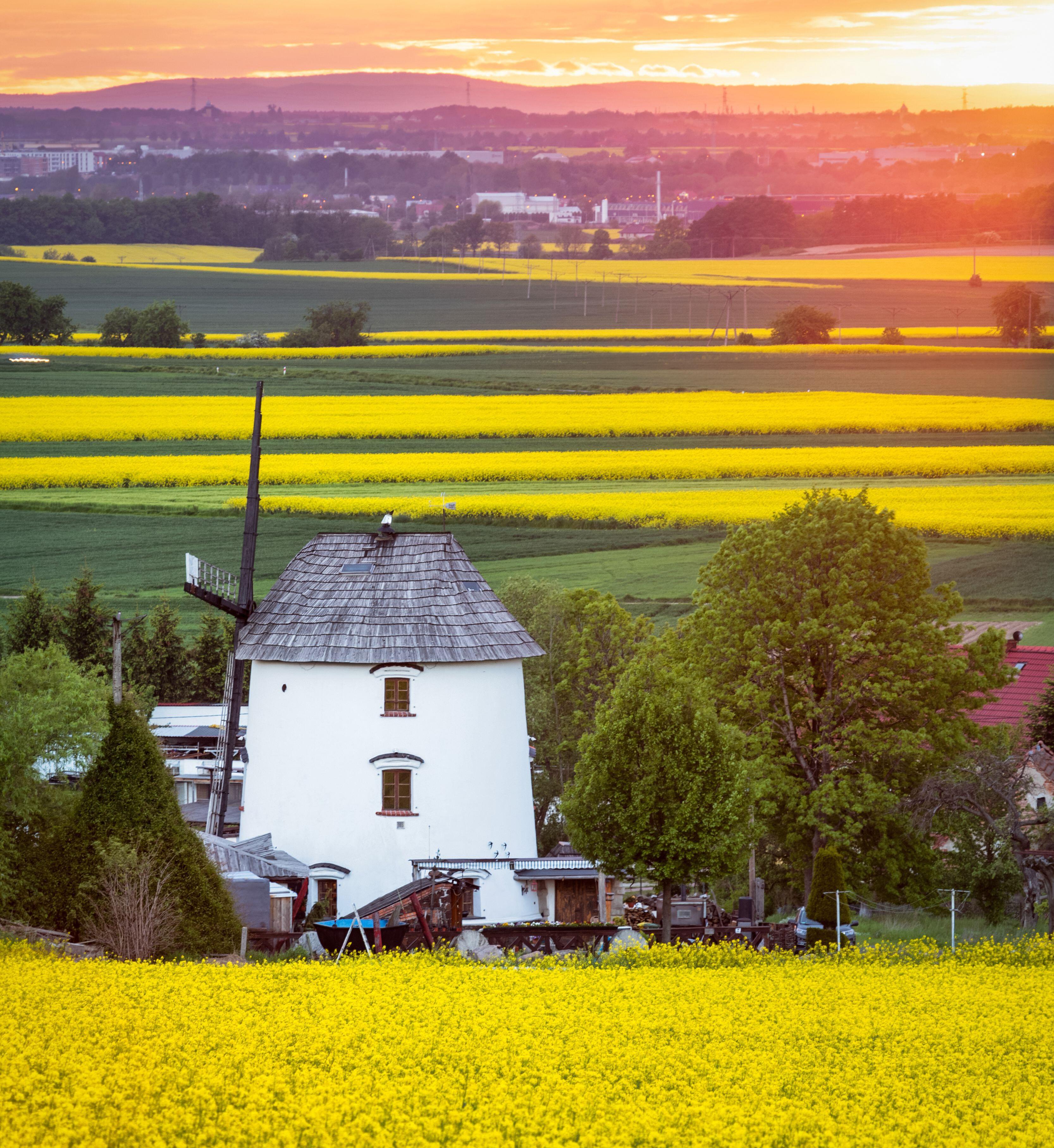 Pola rzepaku są charakterystycznie żółte