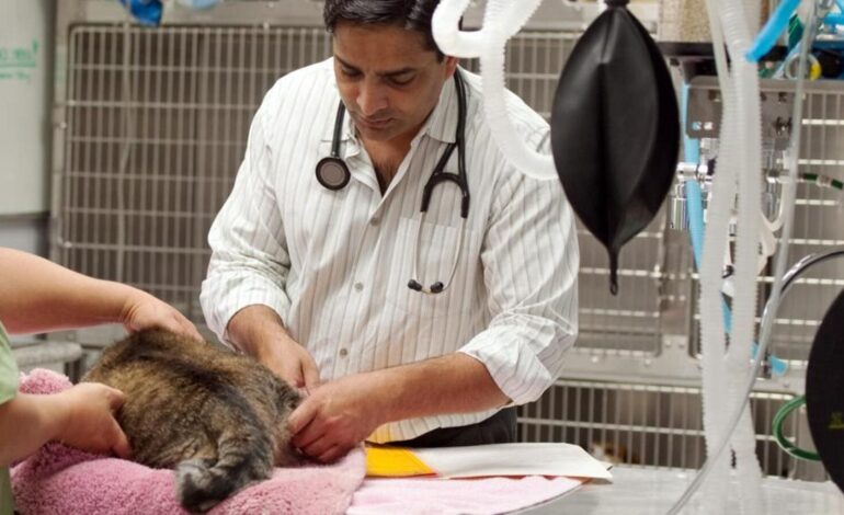 Ratowanie lekarzy zwierząt – Hindustan Times