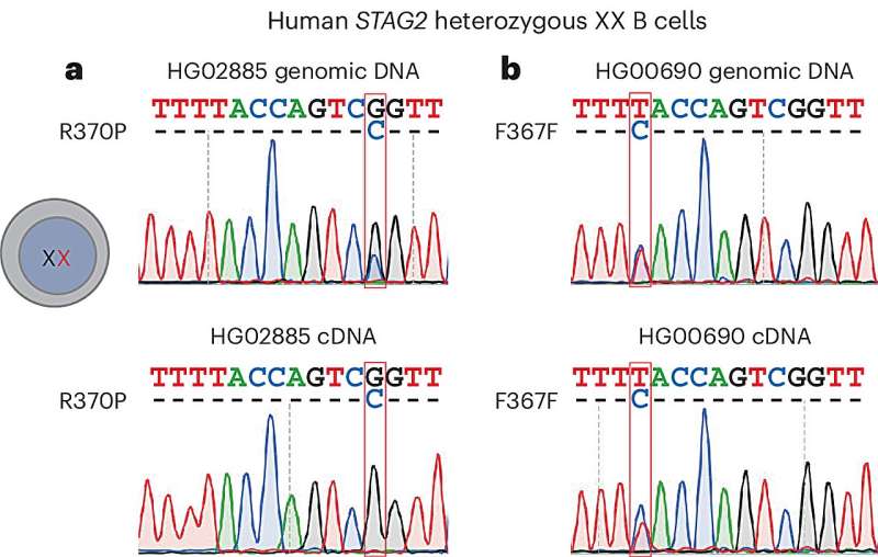 Chromosomy X matki i ojca wykazują nierównomierne rozmieszczenie w różnych narządach i tkankach