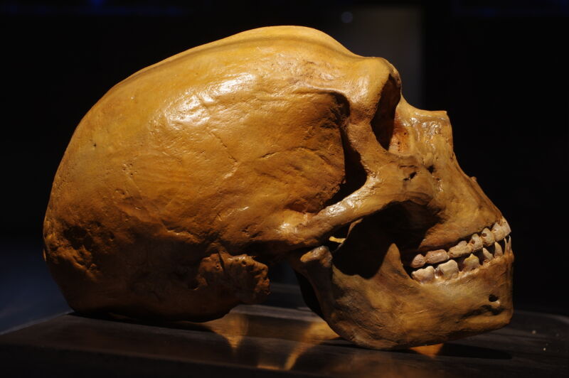 Duża, brązowa czaszka widziana z profilu na czarnym tle.