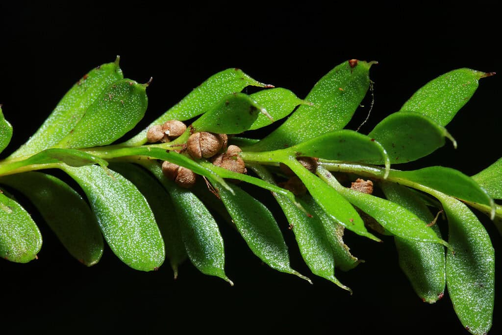 Tmesipteris oblanceolata. 