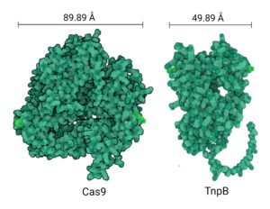 Edytor genomu roślinnego TnpB jest mniej więcej trzykrotnie mniejszy od Cas9. [Kutubuddin Molla. PhD