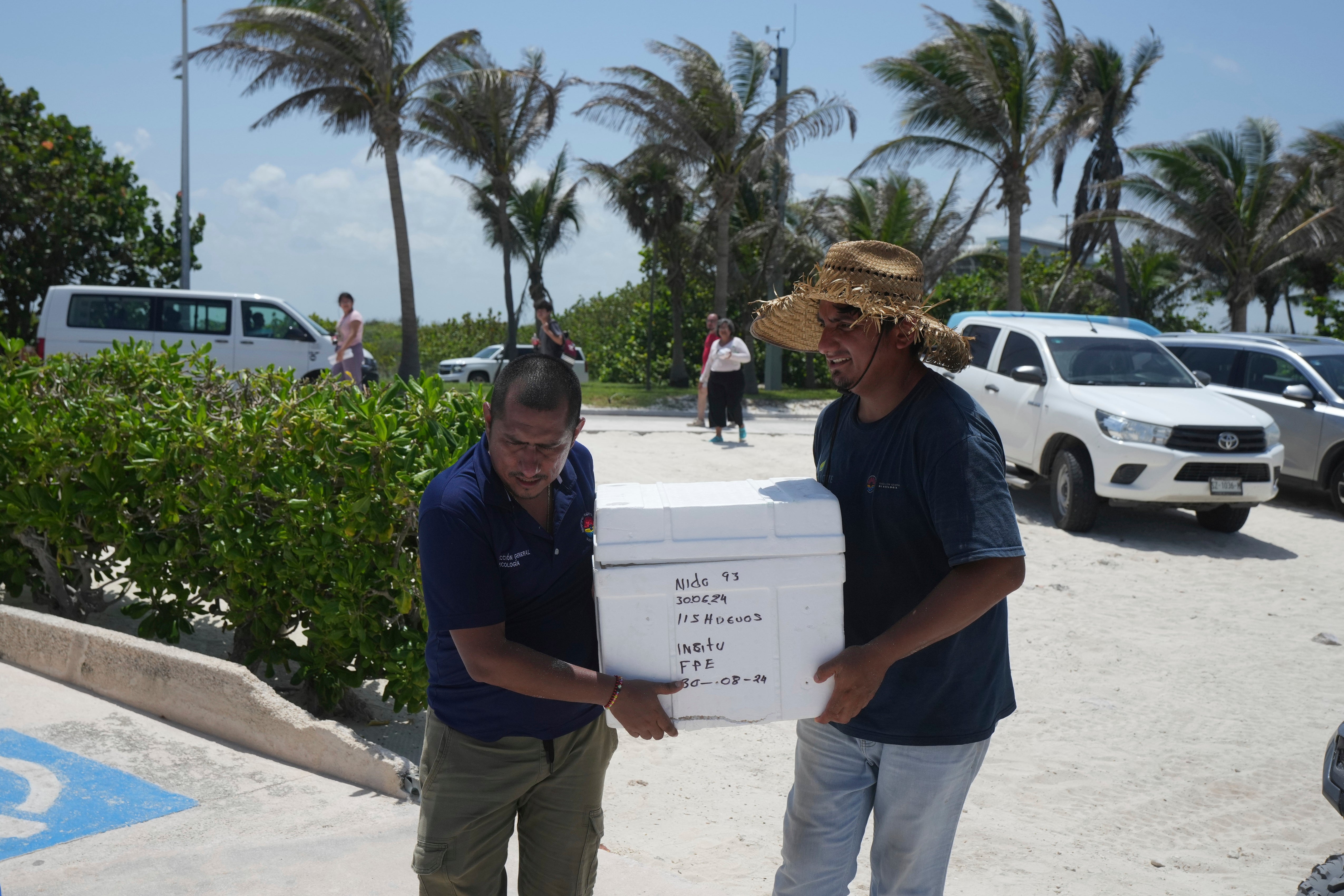 Dwóch urzędników państwowych przenosi jaja żółwi w bezpieczne miejsce przed huraganem Beryl w Cancun w Meksyku w środę