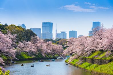 Tokio, Japonia - 29 marca 2023 r. - Park Chidorigafuchi w Tokio w okresie pełnego rozkwitu wiśni sakura w Tokio w Japonii. Park Chidorigafuchi jest popularnym miejscem dla podróżnych w Tokio.