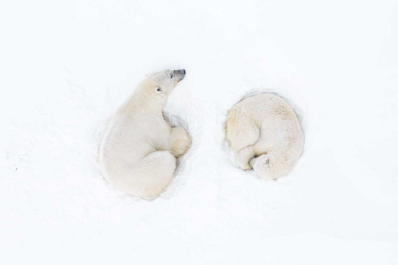 Samiec i samica niedźwiedzia polarnego odpoczywają po kopulacji wysoko w górach. 