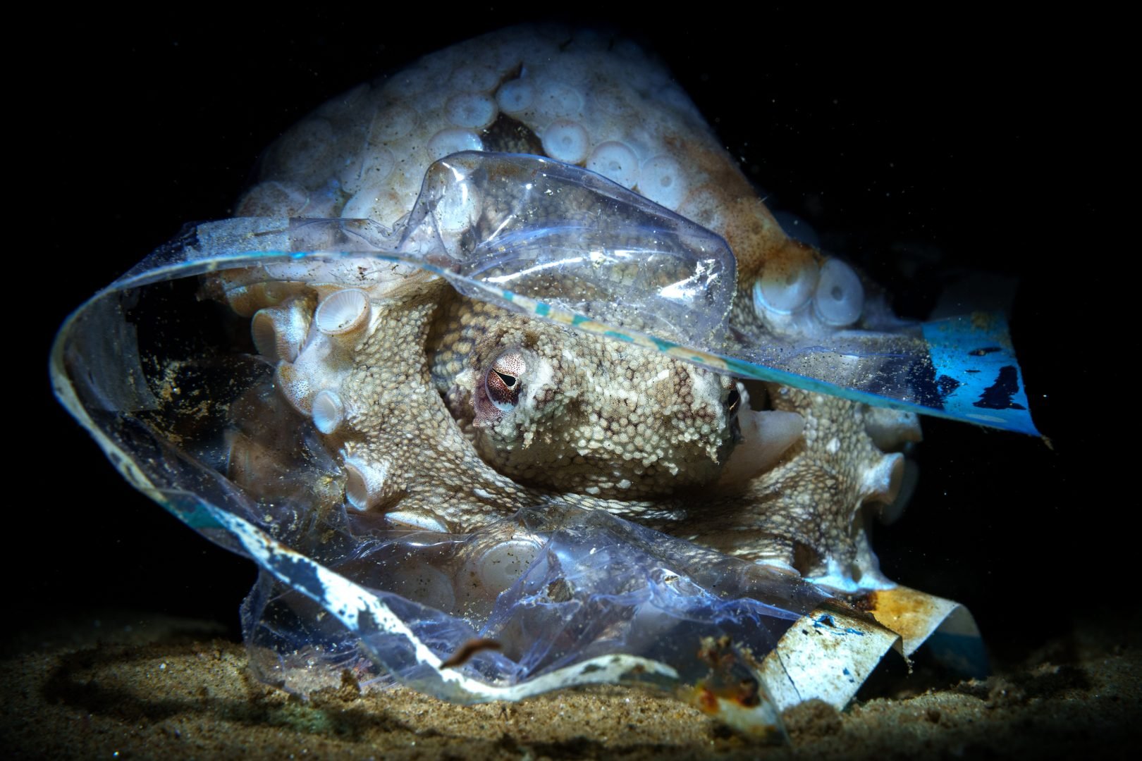 Ośmiornica kokosowa znalazła kryjówkę w plastikowej torebce na kanapki.