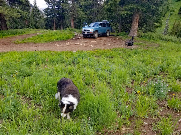 border collie wącha trawę na tle ciężarówki i namiotu