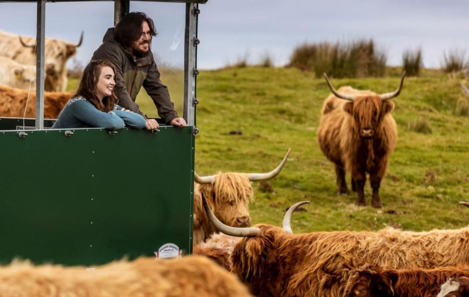 Według Andy’ego Kitchen Coos and Ewes to najlepsze doświadczenie z Highland Cow