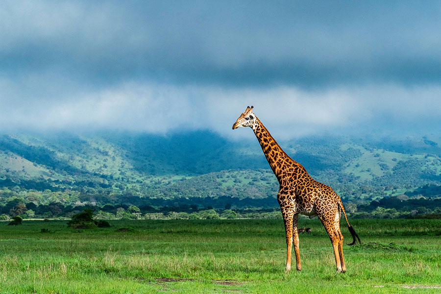 Akagera w Rwandzie. Źródło obrazu: Shutterstock