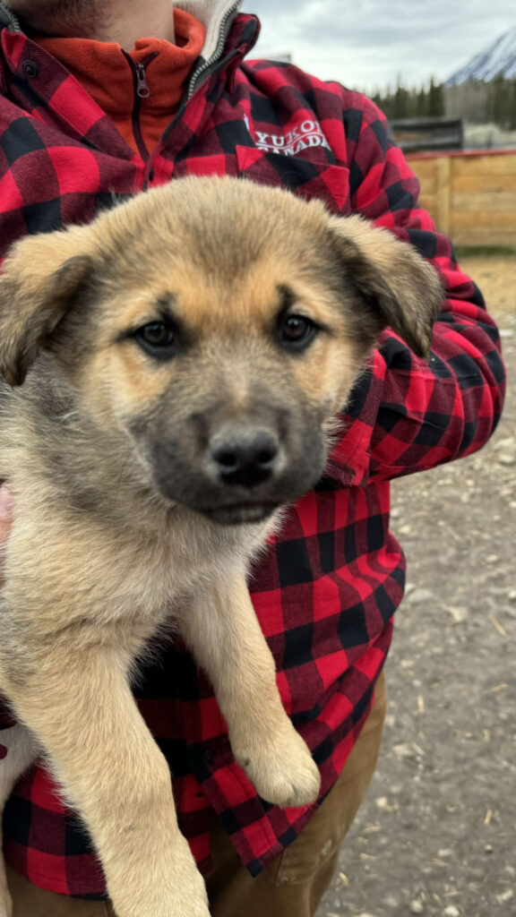 szczenięta alaska husky