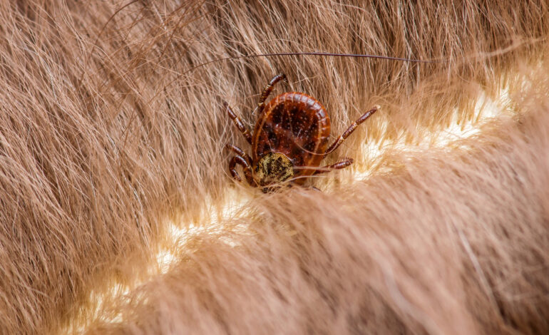 Naukowcy rozszyfrowali kod genetyczny choroby Lyme, torując drogę do lepszej diagnostyki i leczenia