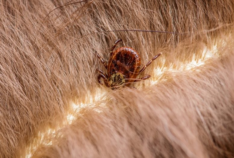 Kleszcz zakażony chorobą Lyme