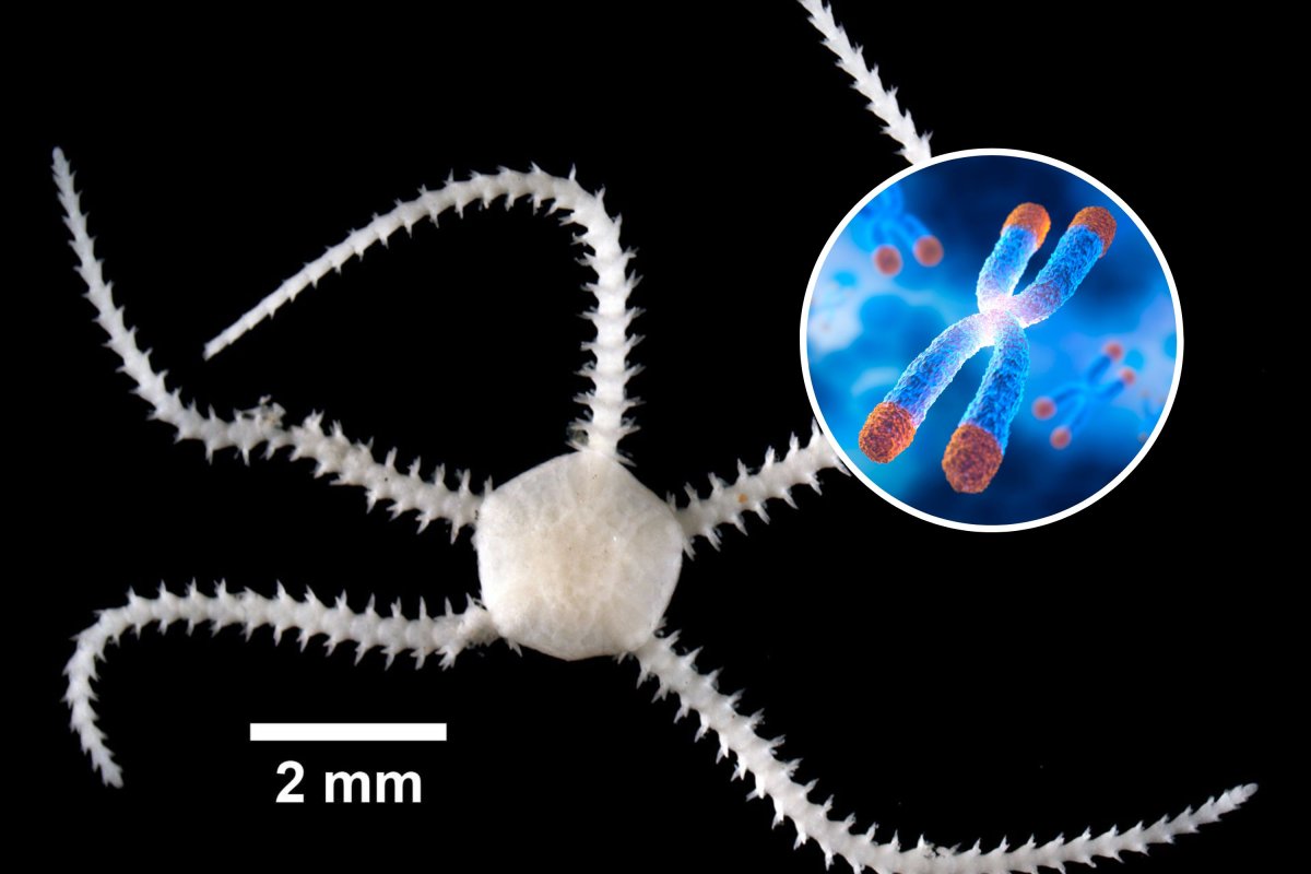 wężowidło i chromosom