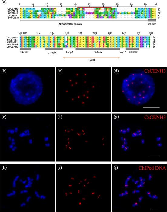 Wyrównanie homologów CENH3 i lokalizacja białka CsCENH3 oraz DNA ChIPed na chromosomach ogórka.