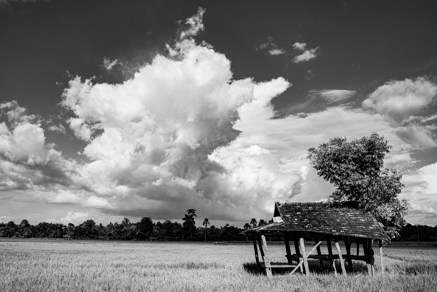 Wielkie niebo nad polami ryżowymi