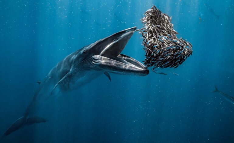 Zdjęcie wieloryba jedzącego przekąski wygrywa nagrodę Ocean Photographer of the Year 2024